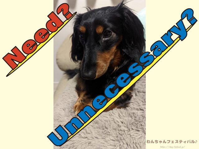 ミニチュアダックスフンドを初めて飼う時の注意点!後悔しないポイントも紹介