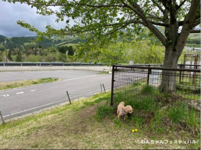 マルプー　涙やけ　対策　適した　ドッグフード　獣医師　臭いの原因　改善