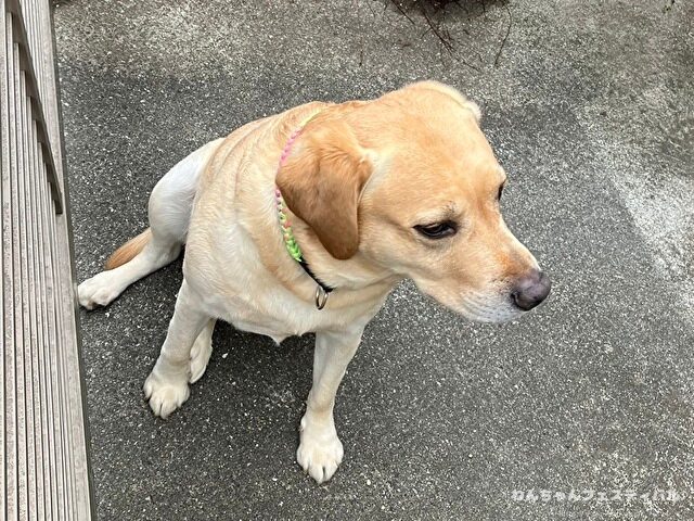 ラブラドールレトリバー　飼う　後悔する　初めて飼う人　飼って後悔