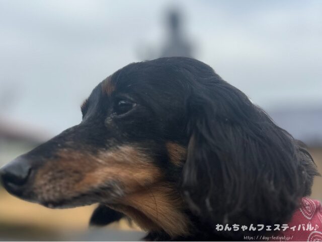ダックスフンド 種類 サイズ 毛質 毛色 特徴 性格