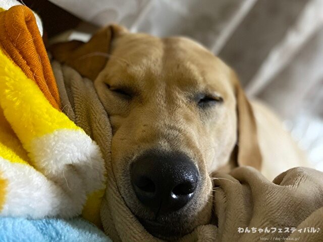 ラブラドールレトリバー　飼う　後悔する　初めて飼う人　飼って後悔