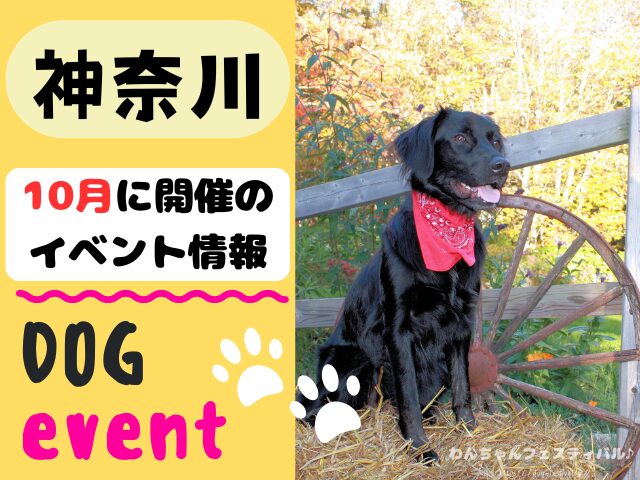 犬イベント　東海地区　静岡県　愛知県　三重県　岐阜県　山梨県　2025年　10月