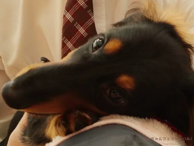 ミニチュアダックスフンドを初めて飼う時の注意点!後悔しないポイントも紹介