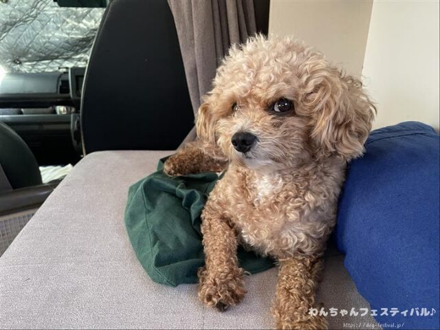 マルプー　涙やけ　対策　適した　ドッグフード　獣医師　臭いの原因　改善