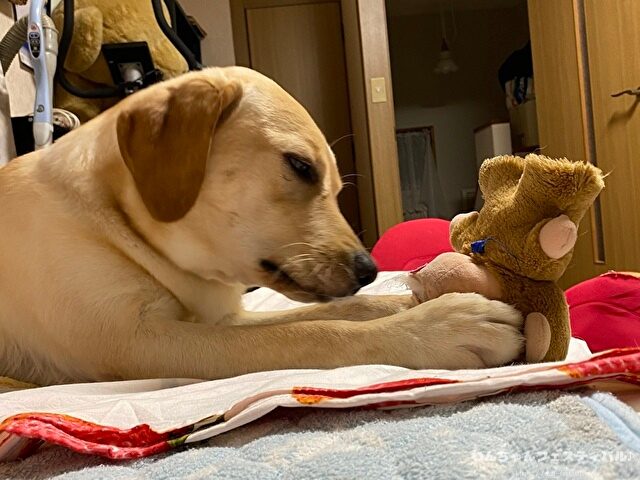 ラブラドールレトリバー　飼う　後悔する　初めて飼う人　飼って後悔
