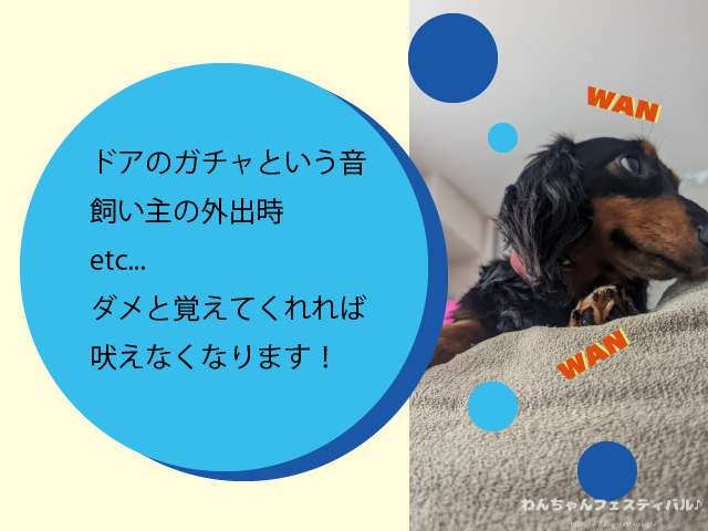 ミニチュアダックスフンドを初めて飼う時の注意点!後悔しないポイントも紹介