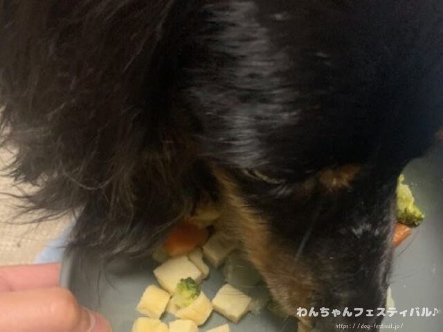 ダックスフンド 種類 サイズ 毛質 毛色 特徴 性格