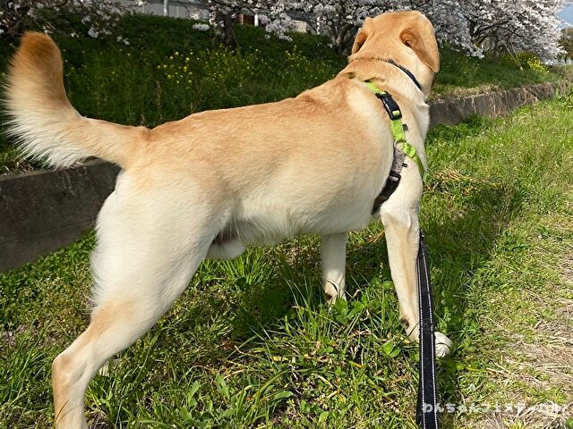 ラブラドールレトリバー　飼う　後悔する　初めて飼う人　飼って後悔