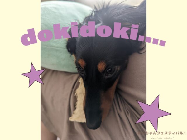ミニチュアダックスフンドを初めて飼う時の注意点!後悔しないポイントも紹介