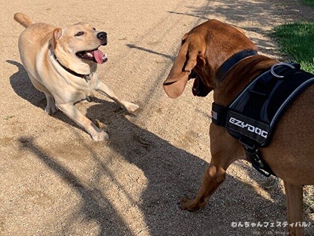 ラブラドールレトリバー　飼う　後悔する　初めて飼う人　飼って後悔