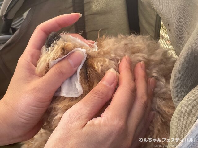 マルプー　涙やけ　対策　適した　ドッグフード　獣医師　臭いの原因　改善