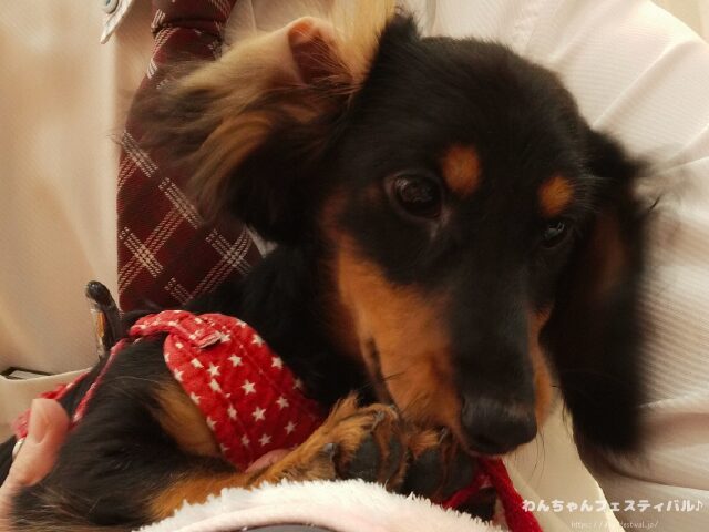 ミニチュアダックスフンドを初めて飼う時の注意点!後悔しないポイントも紹介
