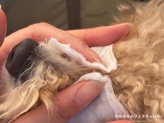 マルプー　涙やけ　対策　適した　ドッグフード　獣医師　臭いの原因　改善