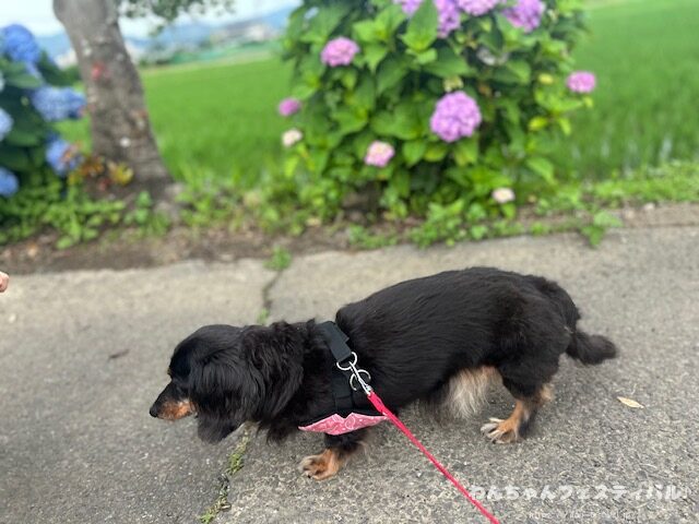 ダックスフンド 種類 サイズ 毛質 毛色 特徴 性格