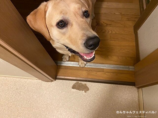 ラブラドールレトリバー　飼う　後悔する　初めて飼う人　飼って後悔