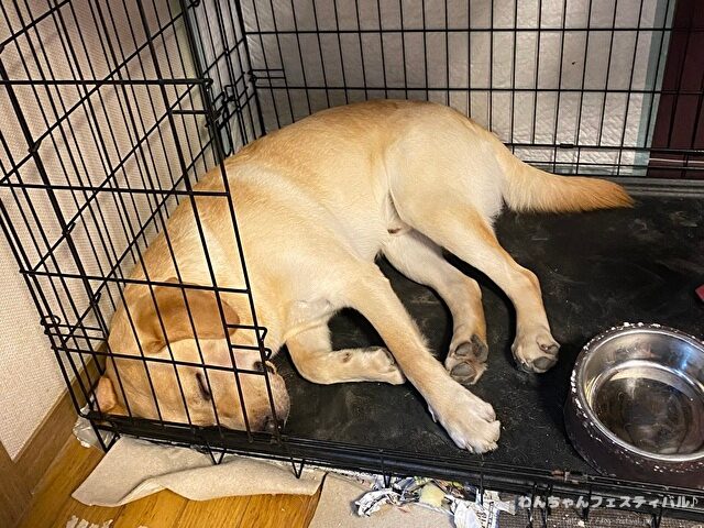 ラブラドールレトリバー　飼う　後悔する　初めて飼う人　飼って後悔