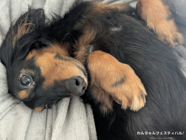 ミニチュアダックスフンドを初めて飼う時の注意点!後悔しないポイントも紹介