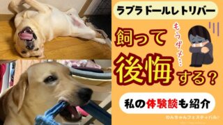 ラブラドールレトリバーを飼うと後悔する?初めて飼う人が知っておくべきポイントを紹介