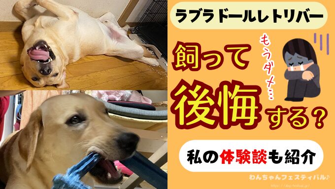 ラブラドールレトリバーを飼うと後悔する？初めて飼う人が知っておくべきポイントを紹介