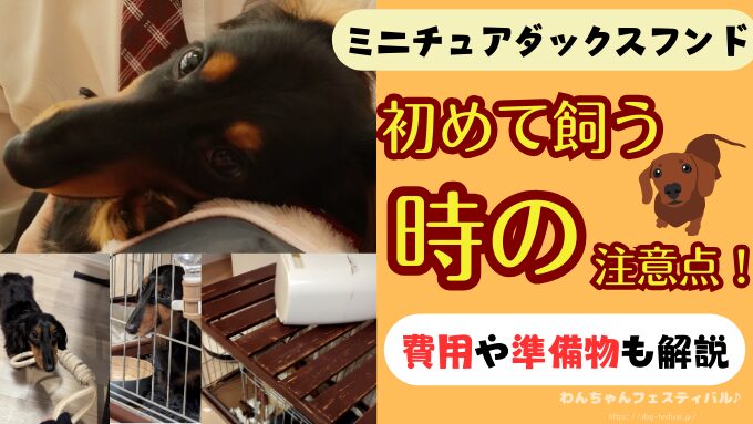 ミニチュアダックスフンドを初めて飼う時の注意点！後悔しないポイントも紹介