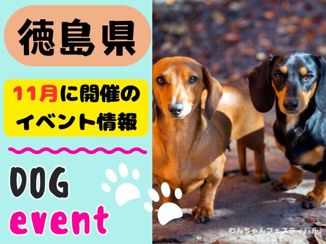 徳島　犬イベント　11月