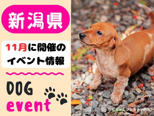 犬イベント　北陸地方　新潟県　富山県　石川県　福井県　2025年　11月