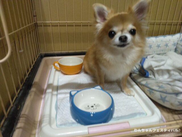 フィッシュ4ドッグの給餌量は？パピーから老犬までの量を解説します