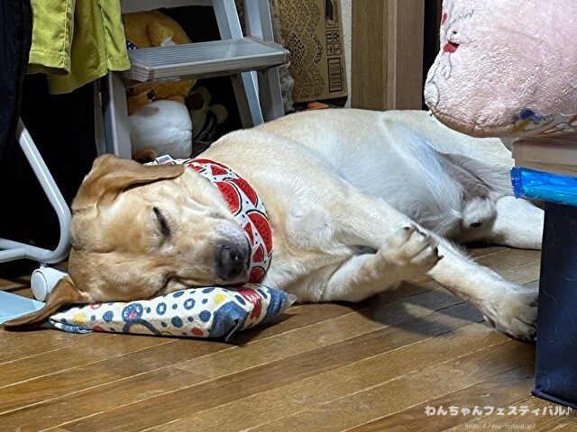 ラブラドールレトリバーの寿命は平均何歳？老衰で最長何歳まで生きるのか解説