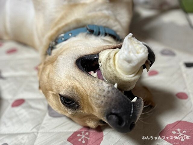 ラブラドールレトリバーの寿命は平均何歳？老衰で最長何歳まで生きるのか解説