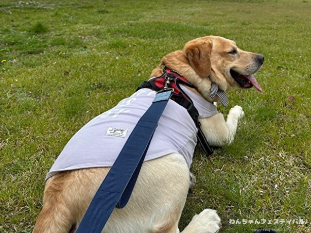 ラブラドールレトリバーの寿命は平均何歳？老衰で最長何歳まで生きるのか解説