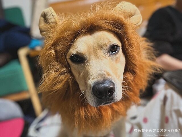 ラブラドールレトリバーの寿命は平均何歳？老衰で最長何歳まで生きるのか解説