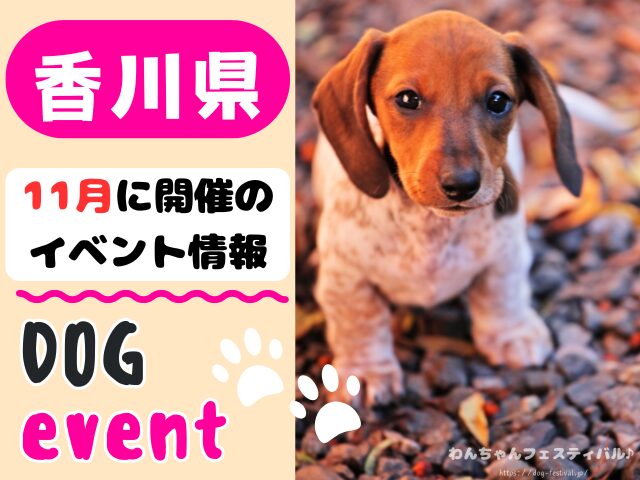 香川　犬イベント　11月