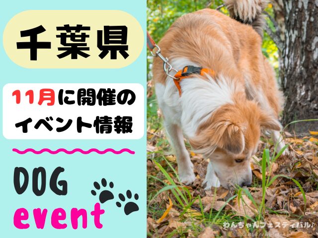 犬イベント　東海地区　静岡県　愛知県　三重県　岐阜県　山梨県　2025年　11月
