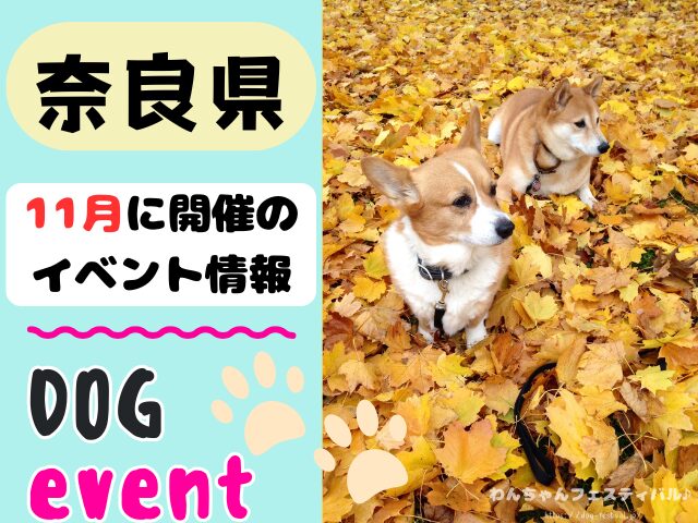 関西　犬イベント　一覧　開催場所　日程　2025　11月　大阪府　京都府　兵庫県　奈良県　滋賀県　和歌山県