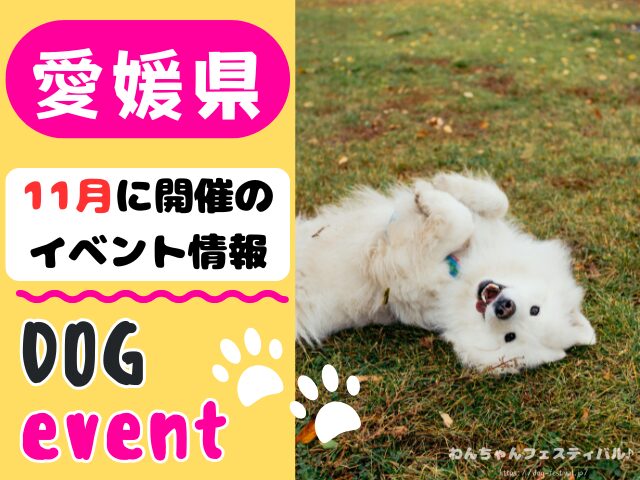 愛媛　犬イベント　11月