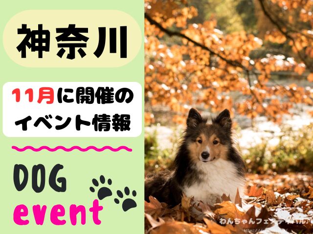 犬イベント　東海地区　静岡県　愛知県　三重県　岐阜県　山梨県　2025年　11月