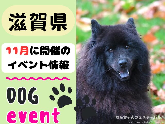 関西　犬イベント　一覧　開催場所　日程　2025　11月　大阪府　京都府　兵庫県　奈良県　滋賀県　和歌山県