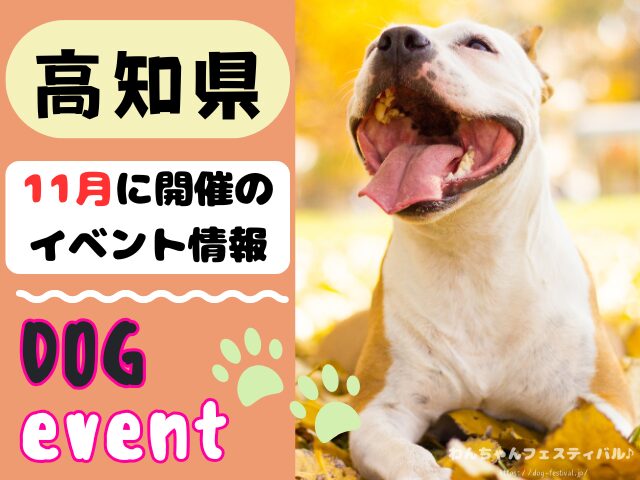 高知　犬イベント　11月