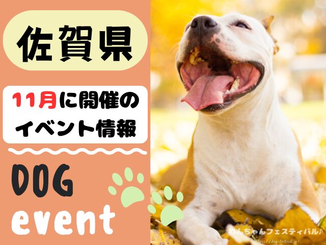 犬イベント　九州　福岡県　佐賀県　長崎県　熊本県　大分県　宮崎県　鹿児島県　2025年　11月