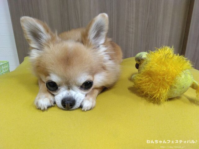 フィッシュ4ドッグの給餌量は？パピーから老犬までの量を解説します