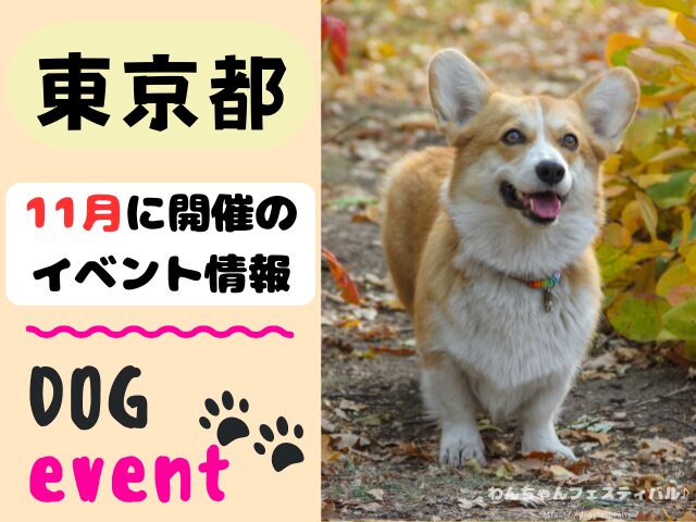 犬イベント　東海地区　静岡県　愛知県　三重県　岐阜県　山梨県　2025年　11月