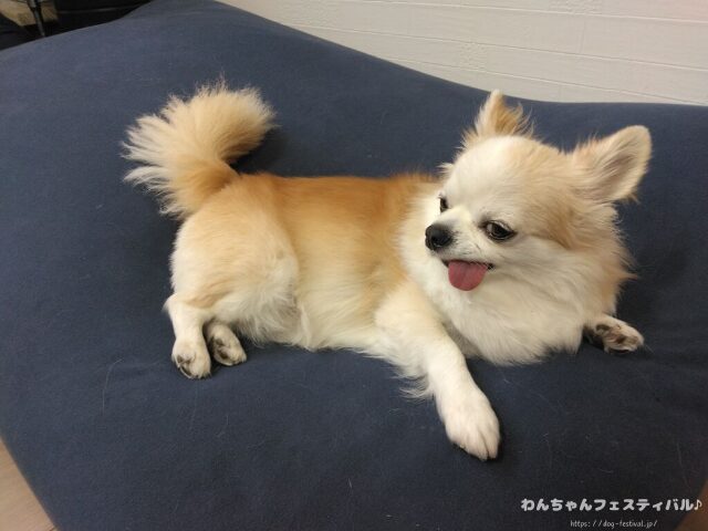 フィッシュ4ドッグの給餌量は？パピーから老犬までの量を解説します