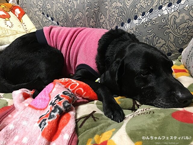ラブラドールレトリバーの寿命は平均何歳？老衰で最長何歳まで生きるのか解説