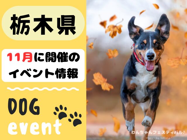 犬イベント　東海地区　静岡県　愛知県　三重県　岐阜県　山梨県　2025年　11月