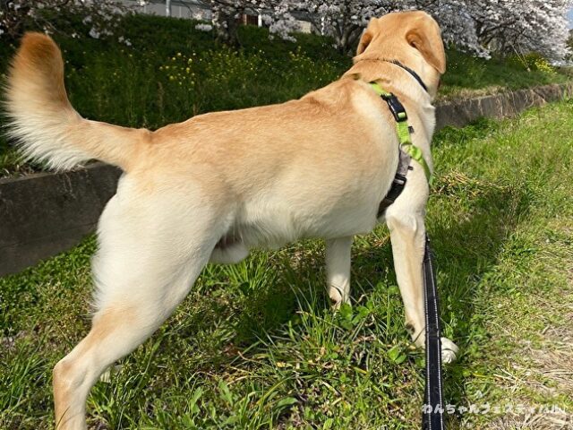 ラブラドールレトリバーの寿命は平均何歳？老衰で最長何歳まで生きるのか解説