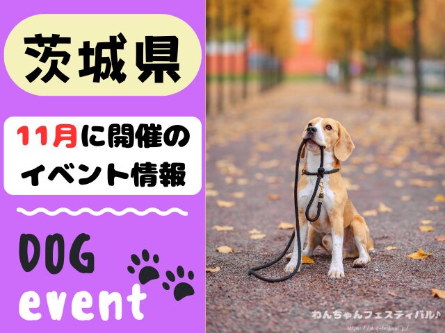 犬イベント　東海地区　静岡県　愛知県　三重県　岐阜県　山梨県　2025年　11月