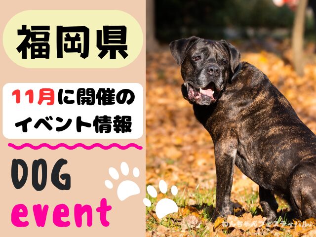 犬イベント　九州　福岡県　佐賀県　長崎県　熊本県　大分県　宮崎県　鹿児島県　2025年　11月