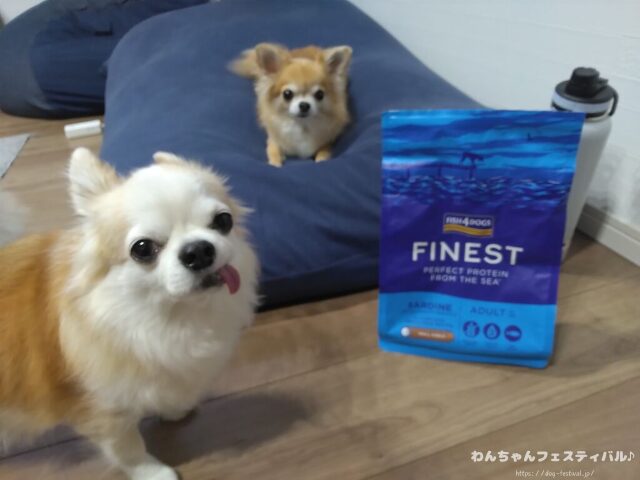 フィッシュ4ドッグの給餌量は？パピーから老犬までの量を解説します