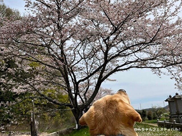 ラブラドールレトリバーの寿命は平均何歳？老衰で最長何歳まで生きるのか解説