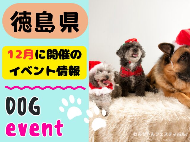徳島　犬イベント　12月